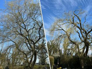 tree pruning and maintenance