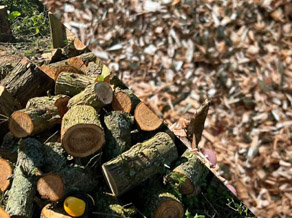 wood chip and logs